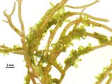 Corynophlaea flaccida1
